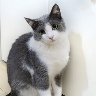 【8/6 東日本橋】チーノくん♡1歳