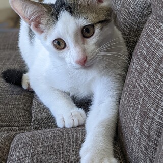 激甘キュート♡タレ目のへそ天