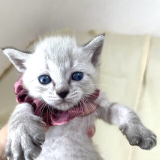 アボちゃん♀美形5兄弟・2.3匹一緒希望