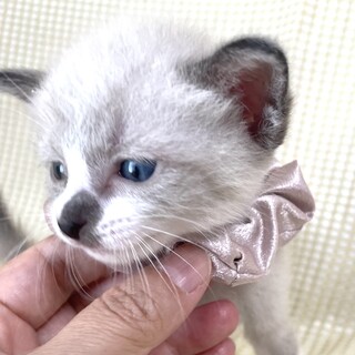 ブル君♂美形5兄弟・2.3匹一緒希望