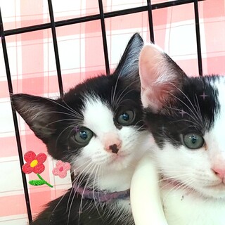 【9/18譲渡会】♪別嬪のお転婆❤️ピリちゃん