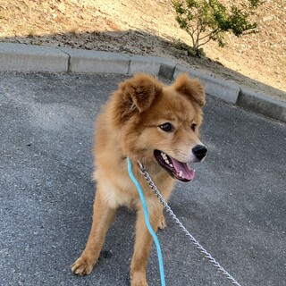 もふもふ野犬女子のルナ