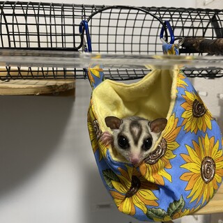 フクロモモンガ オス 4歳