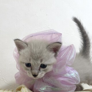 ベリーちゃん♀美形5兄弟・2.3匹一緒希望