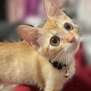 募集停止　甘えん坊茶とら女子❤️すだち