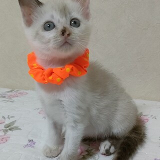 【8/6東銀座】ベルちゃん2ヵ月半♪