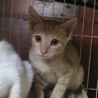 困り顔のキュートなラキ君♠