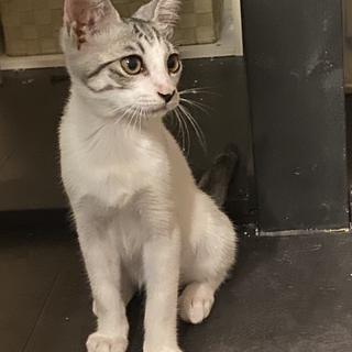 サバ白の男の子　生後３ヵ月