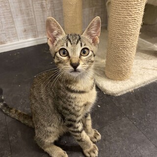 キジトラの男の子　生後３か月