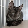【8/6東日本橋】ブラックスモークの子猫クロムくん サムネイル4