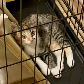 人慣れ修行中♡生後4ヶ月の女の子