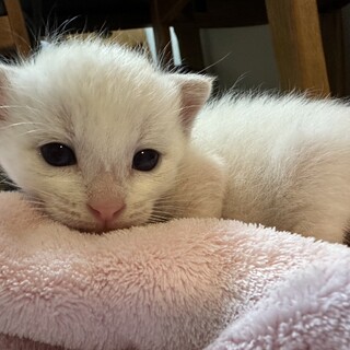 とっても甘えん坊な白猫くんです⭐︎