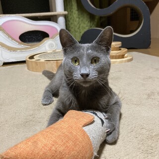 ベタベタ甘えん坊　膝に乗るのが大好き　ベル君