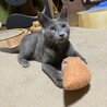 ベタベタ甘えん坊　膝に乗るのが大好き　ベル君 サムネイル3