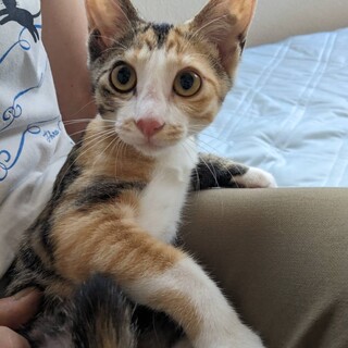 目が合うだけでゴロゴロの甘えん坊　クレソンちゃん