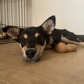 ピンシャー風mix子犬♀
