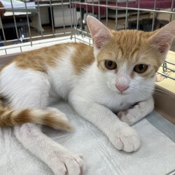 名古屋市緑区猫の譲渡会