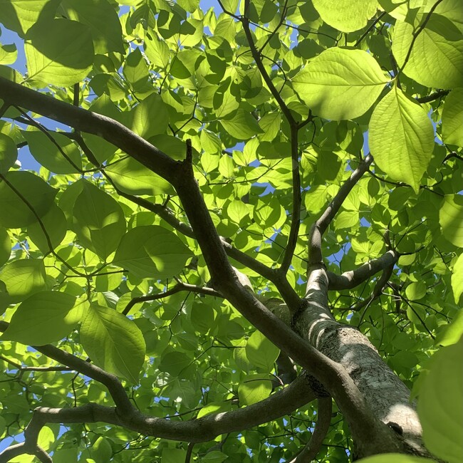 パギソレのカバー写真