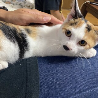 ジャパニーズボブテイルの三毛猫　女の子です♡