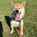 優しい飼い主さん募集