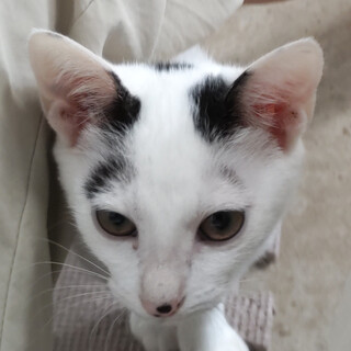 【サツキ】膝乗りスリゴロブラザーズ