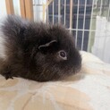 モルモット　男の子2匹