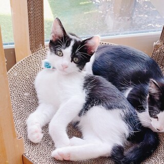 【募集停止】抱っこちゃんのホク君