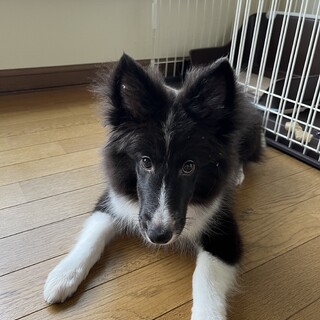 シェルティ♂3ヶ月