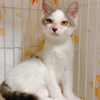 【8/6東銀座】デコくん3ヵ月♪