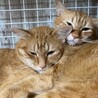 かもちは
