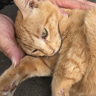 おひざ大好き❤️茶トラの男の子