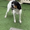 生後8か月イングリッシュセター避妊手術済み サムネイル2