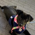真っ黒仔犬ちゃん5