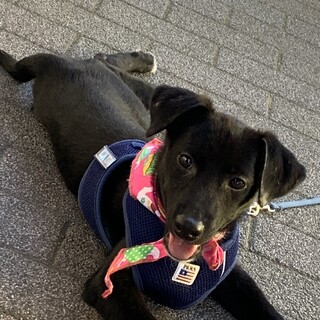 真っ黒仔犬ちゃん5