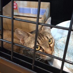 トラビスの姉？保護日記１