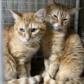 イケメン茶トラ兄弟を助けてください