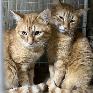 イケメン茶トラ兄弟を助けてください