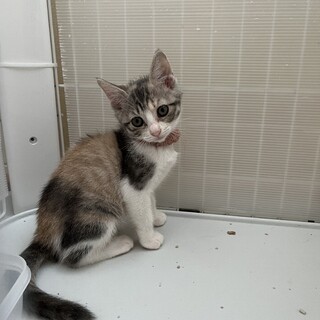 調整中のため、一旦ストップさせていただきます。