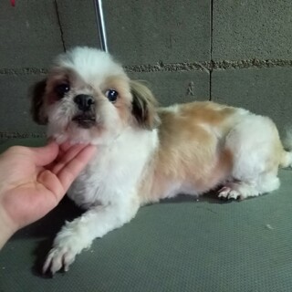 シーズー　人懐こい女の子　推定8歳