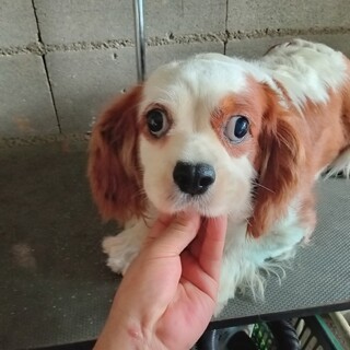 キャバリアキングチャールズスパニエル　女の子　6歳