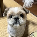 メルちゃん♬人懐っこいシーズーの子を助けてください
