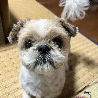 メルちゃん♬人懐っこいシーズーの子を助けてください