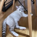 シャム猫