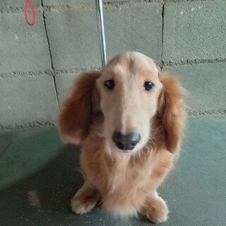 ミニチュアダックスフンド　男の子　推定7歳