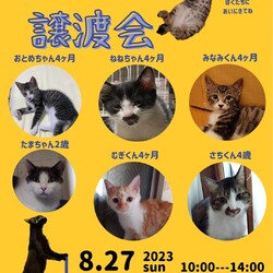 保護ねこ☆小さな譲渡会