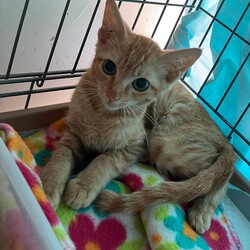 保護ねこ☆小さな譲渡会 サムネイル2