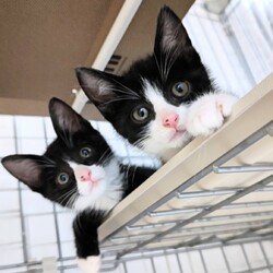 保護ねこ☆小さな譲渡会 サムネイル3