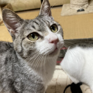 里親募集お願いします！