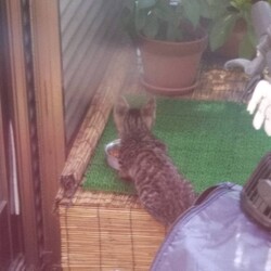 「新入りさん(ギジトラ男子)」サムネイル2