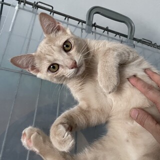 ❣️ミルクティー色の長女クリちゃん